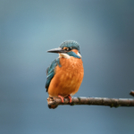 Maarten Oerlemans, Wildlife Photographer