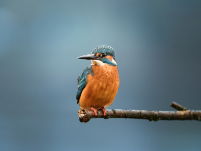 The Kingfisher Premium quality print