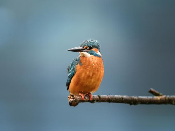 The Kingfisher Premium quality print