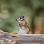 Maarten Oerlemans, Wildlife Photographer