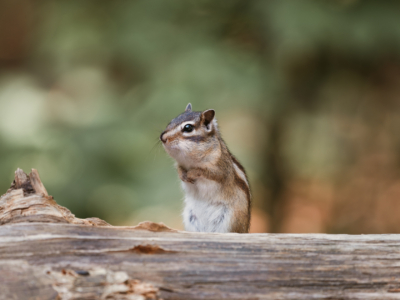 The Chipmunk premium quality print