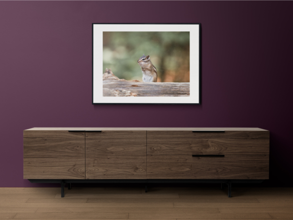 The Chipmunk in room experience