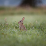 Maarten Oerlemans, Wildlife Photographer